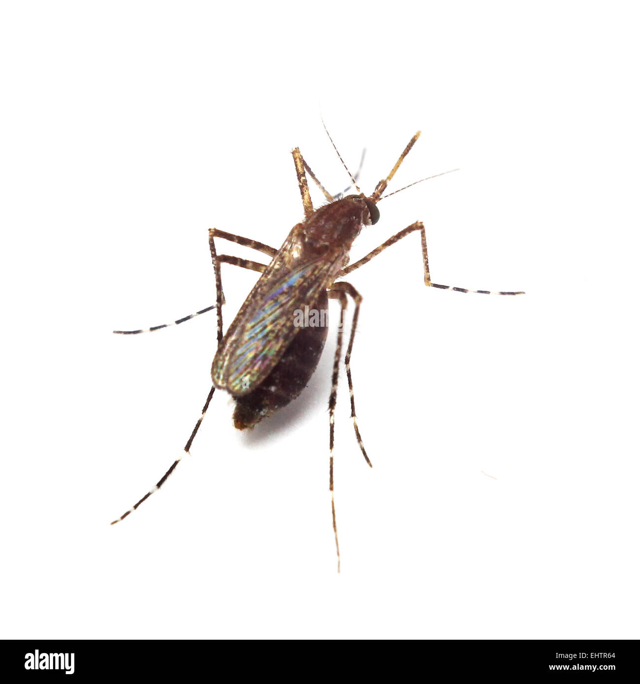 Mosquito isolati su sfondo bianco Foto Stock