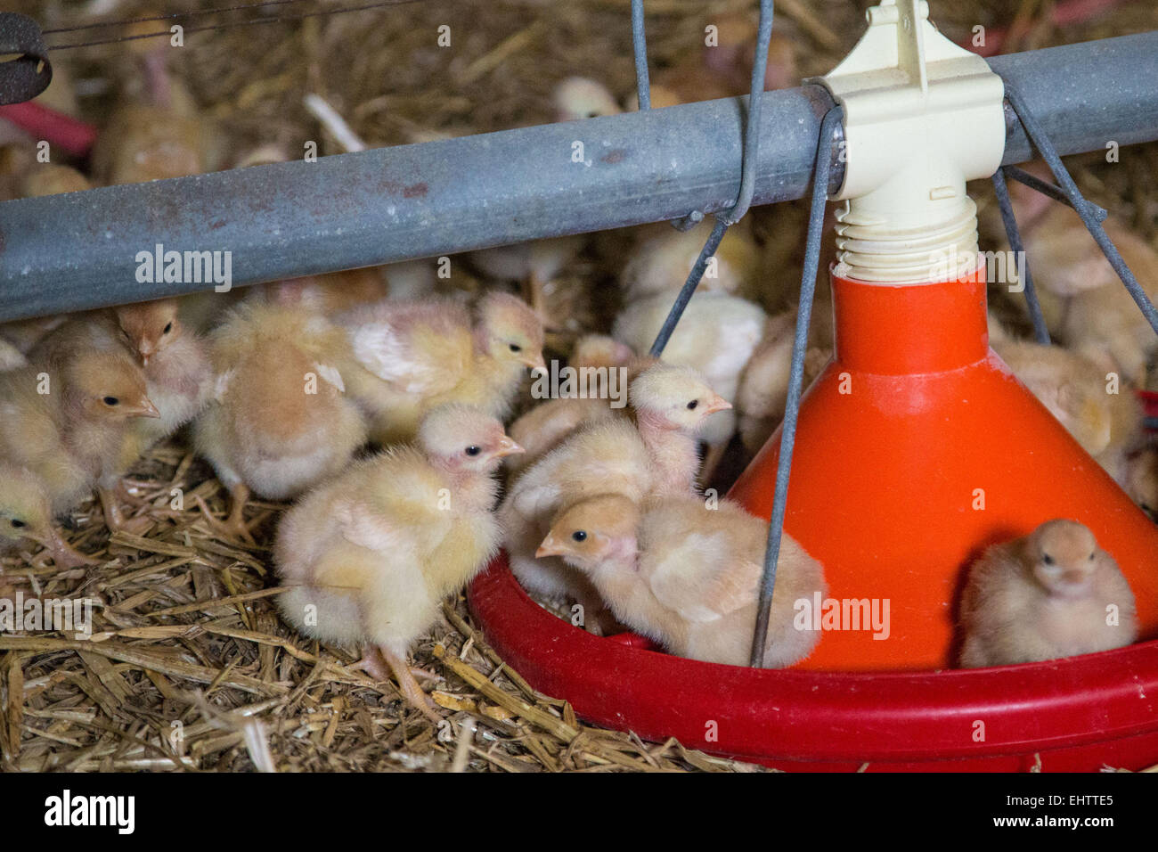 Gli allevamenti di pollame in Mayenne (53), Pays-de-la-Loire, Francia Foto Stock