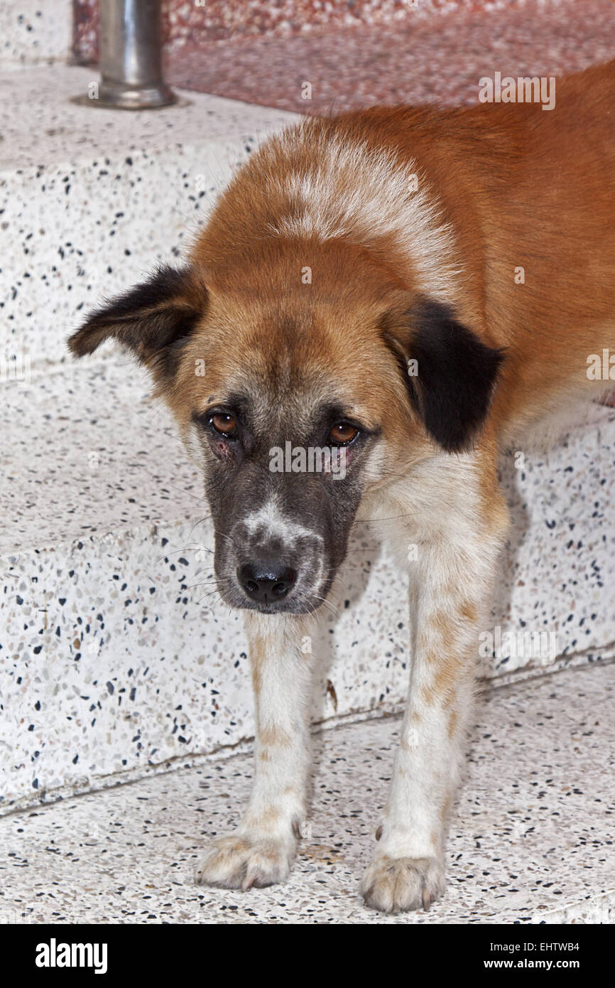 Cane di strada della Thailandia Foto Stock