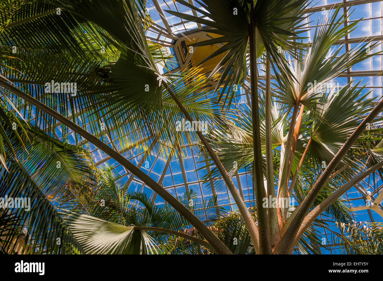 Alberi di palma in Howard Peters Rawlings Conservatorio, in Druid Hill Park, Baltimore, Maryland. Foto Stock