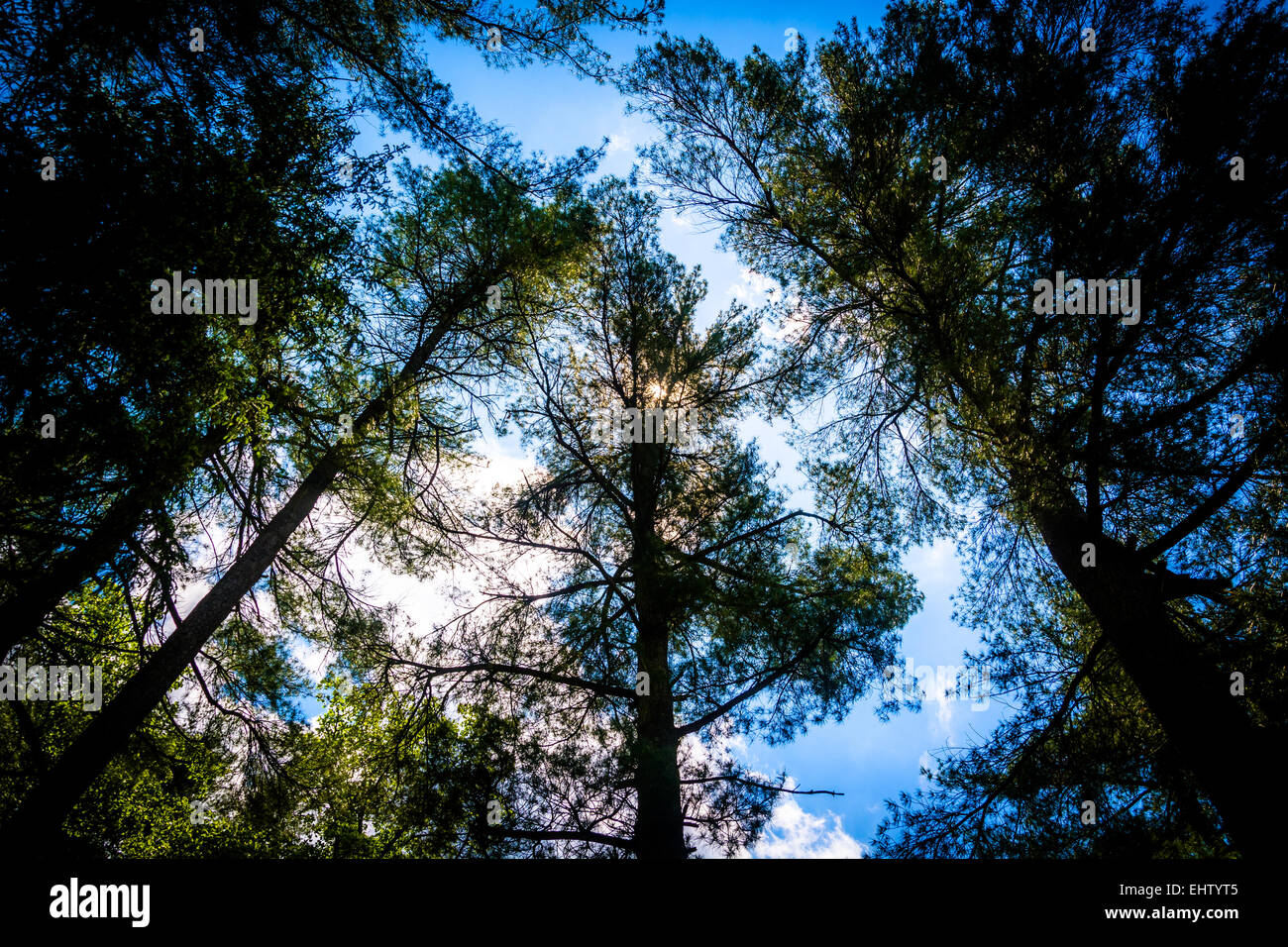 Alberi di pino a Loch Raven serbatoio di Baltimora, Maryland. Foto Stock