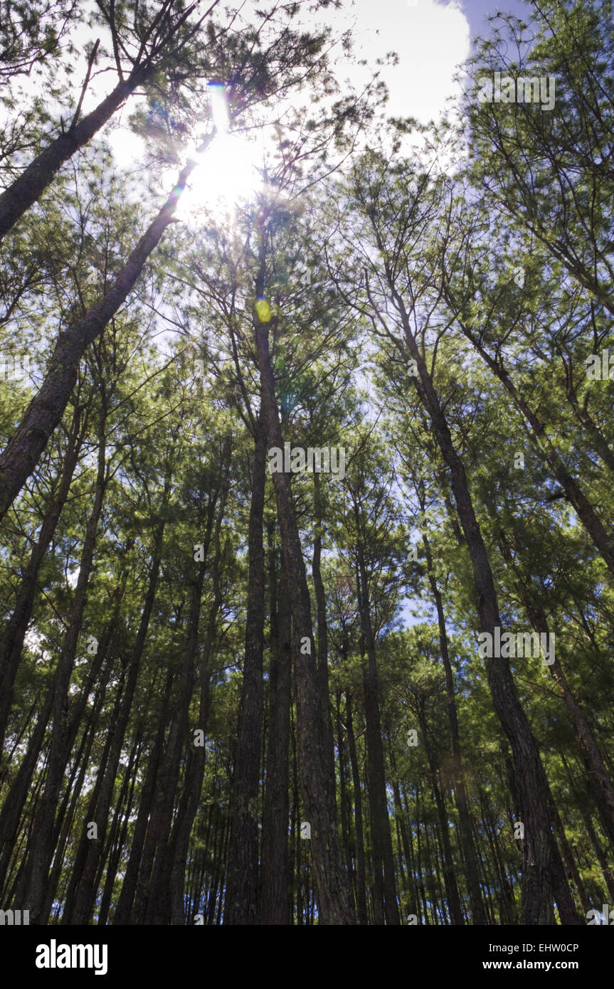 Vista dal basso della struttura pines forest Foto Stock