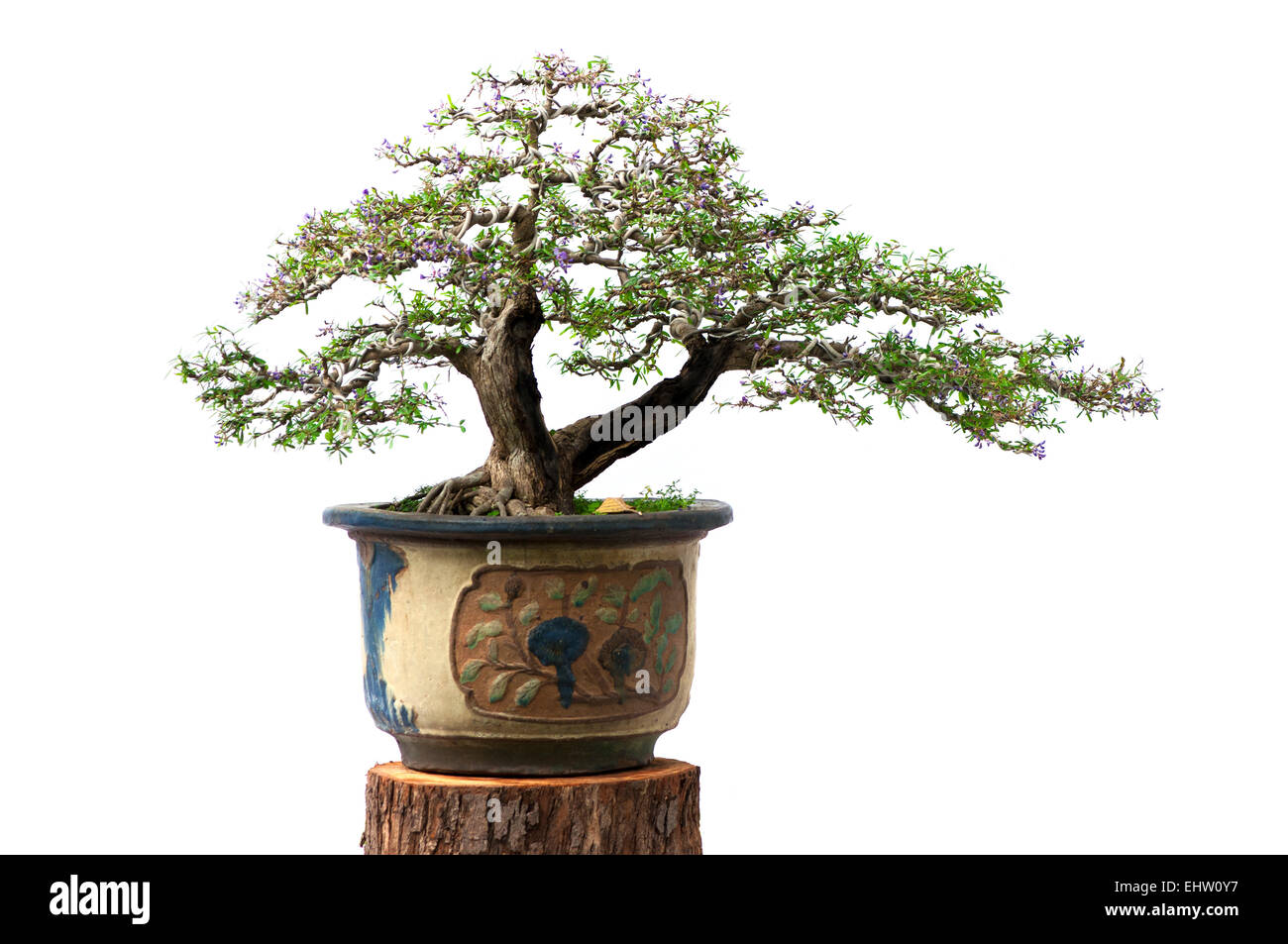 Bonsai di pino contro un muro bianco Foto Stock