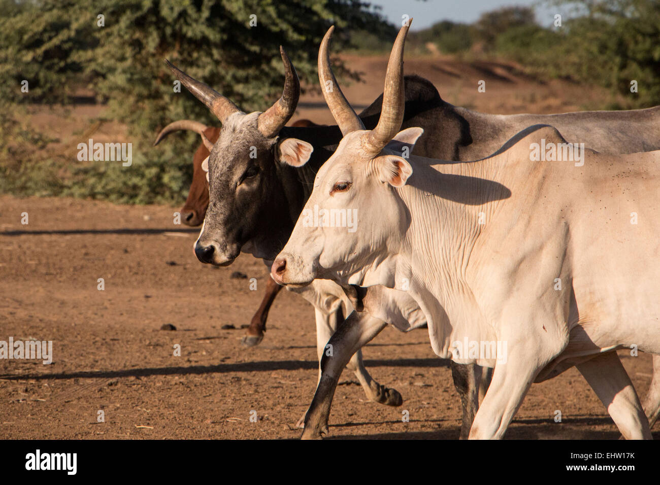 Illustrazione del Senegal, AFRICA OCCIDENTALE Foto Stock