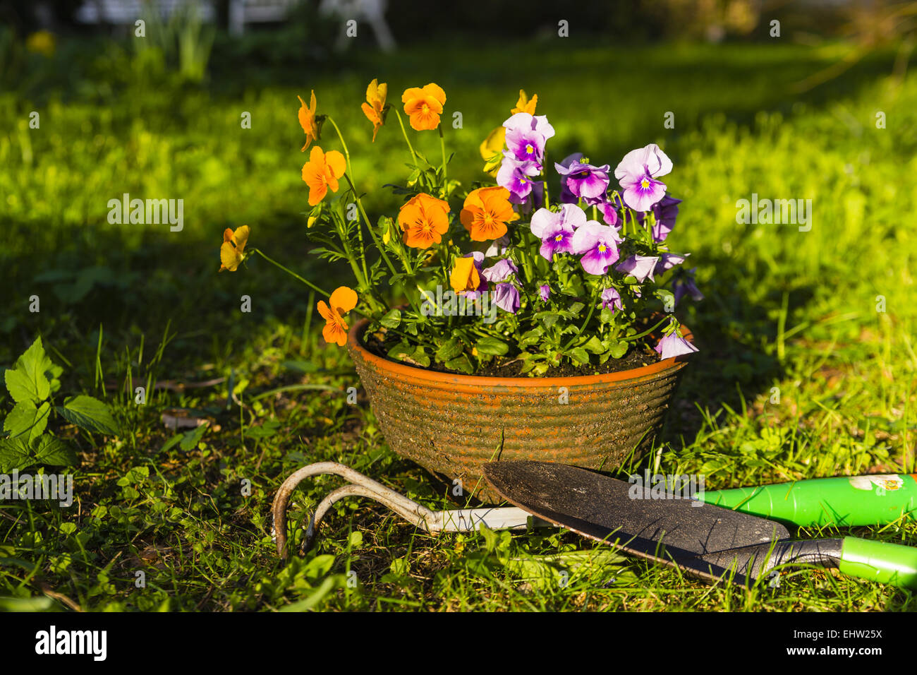 Pansy cornuto Foto Stock