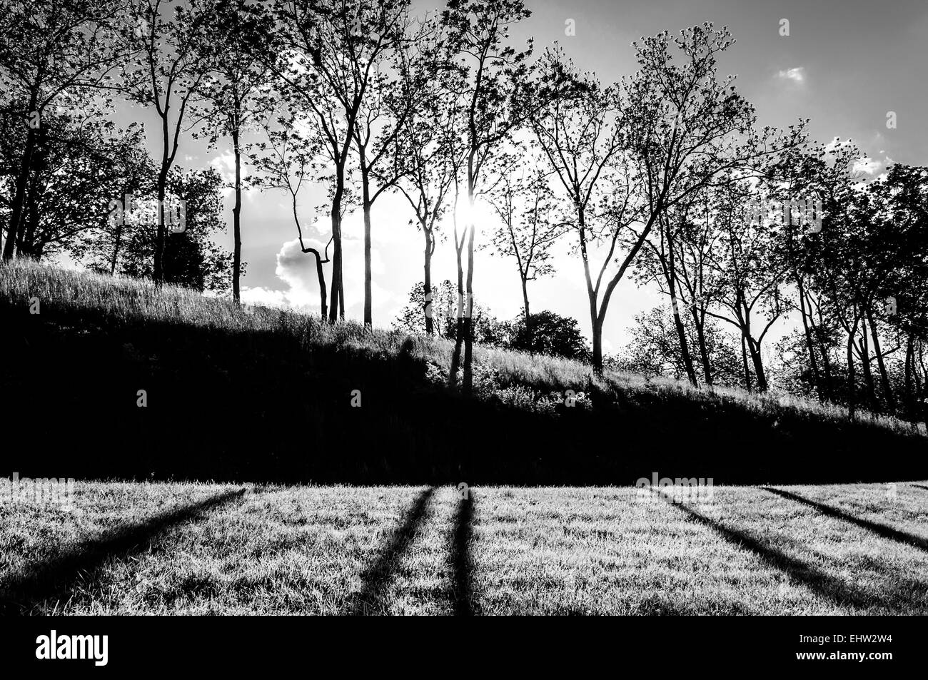 Sole che splende attraverso gli alberi e le ombre sull'erba a Antietam National Battlefield, Maryland (orizzontale). Foto Stock