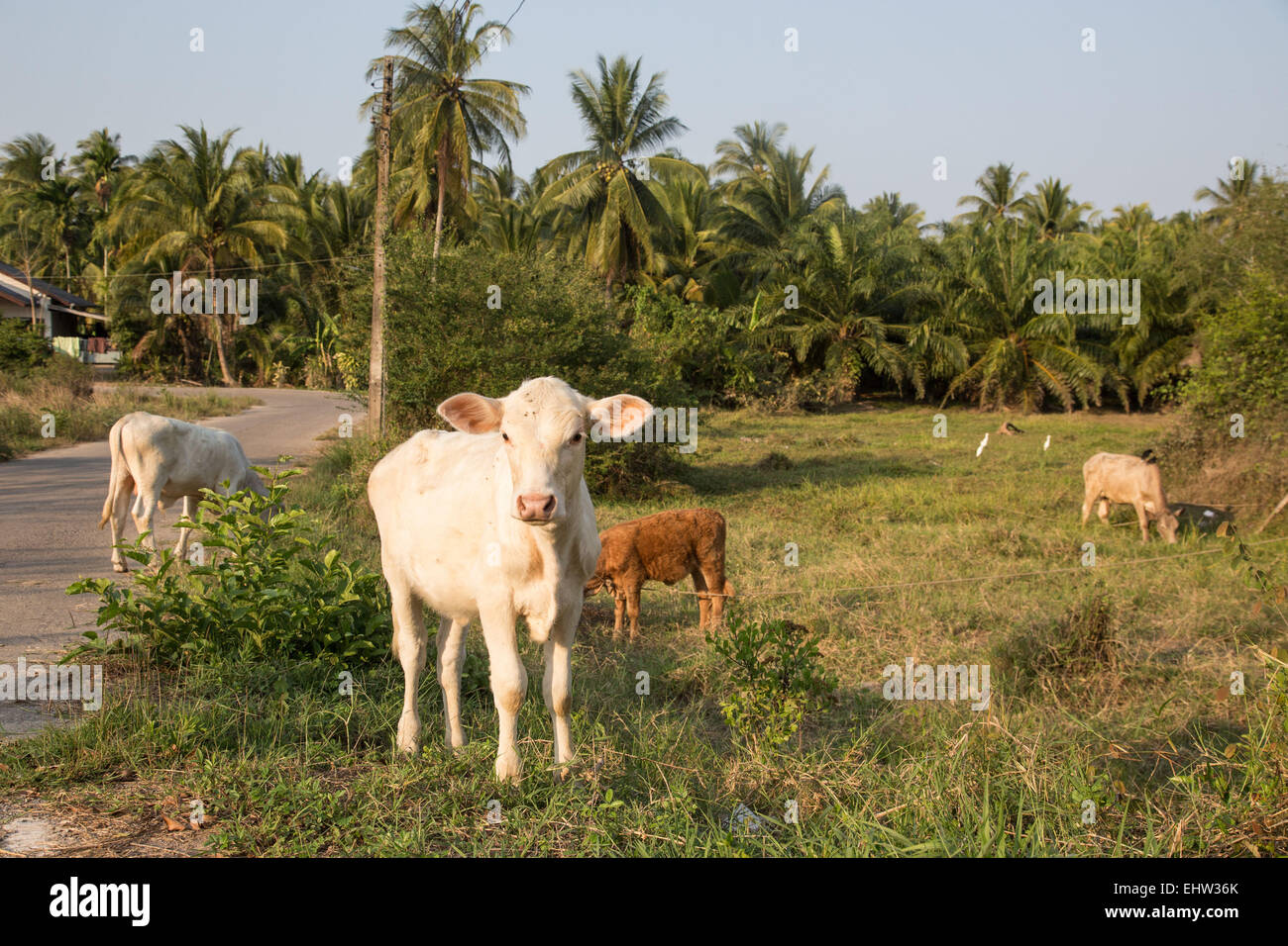 La vita quotidiana in Thailandia, Sud-est asiatico Foto Stock