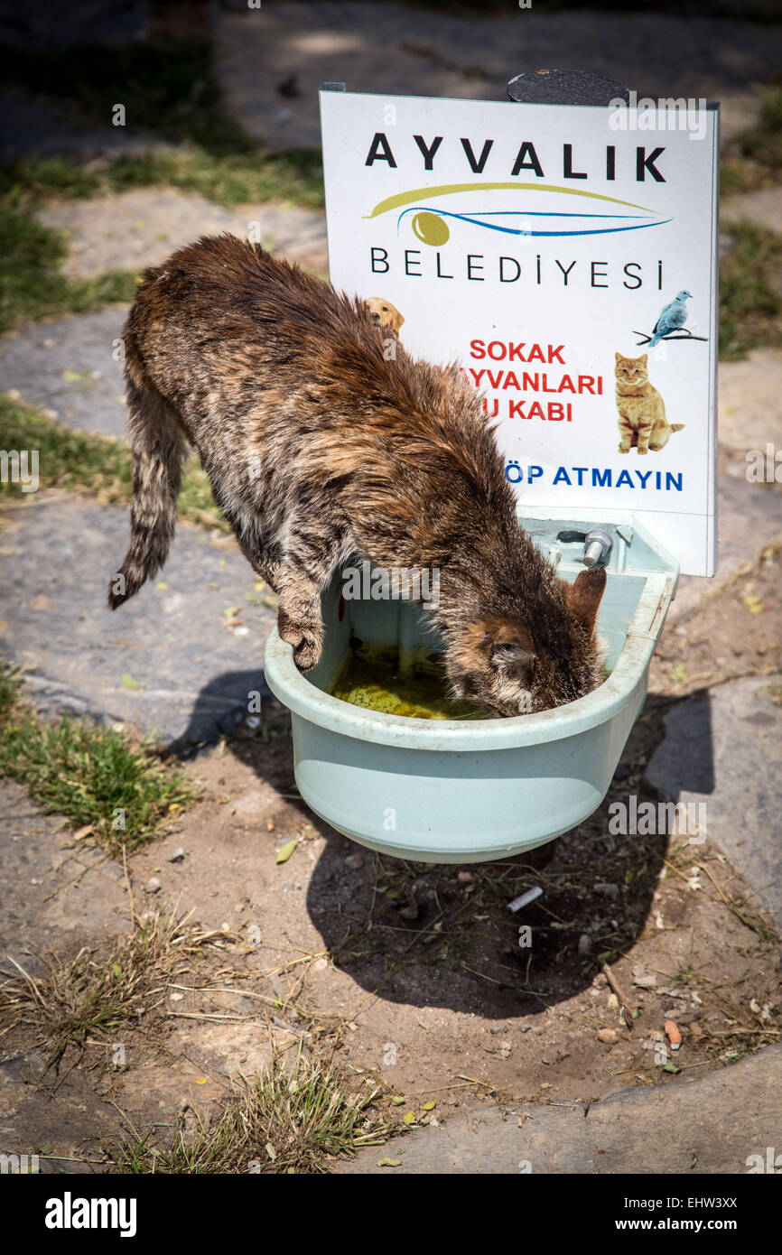RIVIERA degli olivi, il Mare Egeo, Turchia Foto Stock