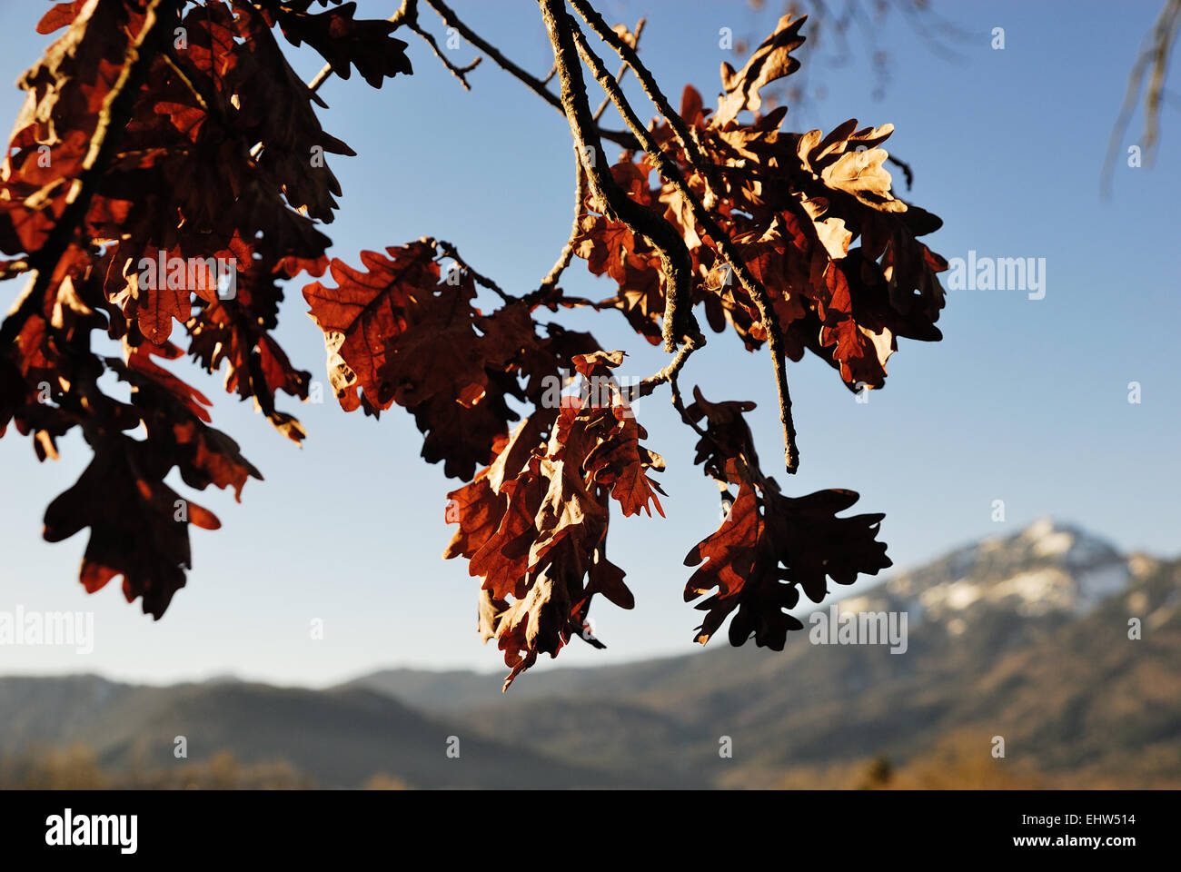 Foglie di autunno e il Monte Zwiesel Foto Stock