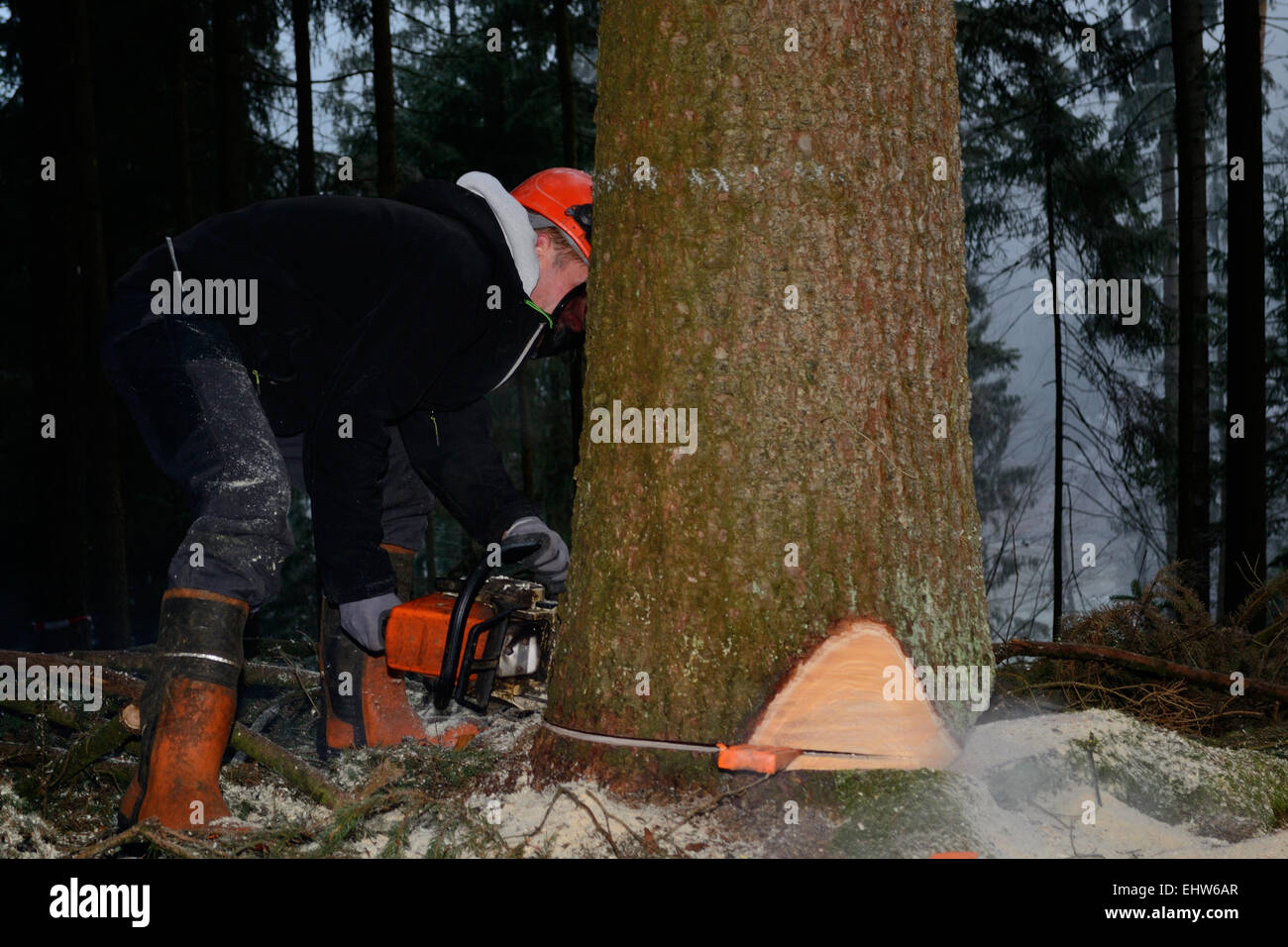 Dei Lavoratori Forestali abbattimento degli alberi Foto Stock