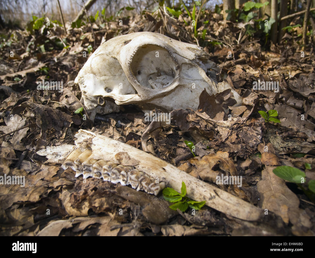 Diagnosi di osso nella foresta Foto Stock