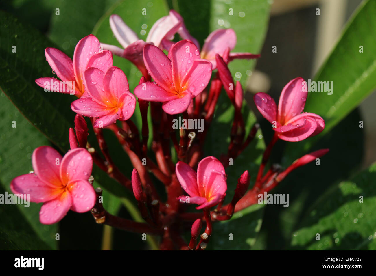 Mazzetto di fioritura di rosa fiori di frangipani Foto Stock