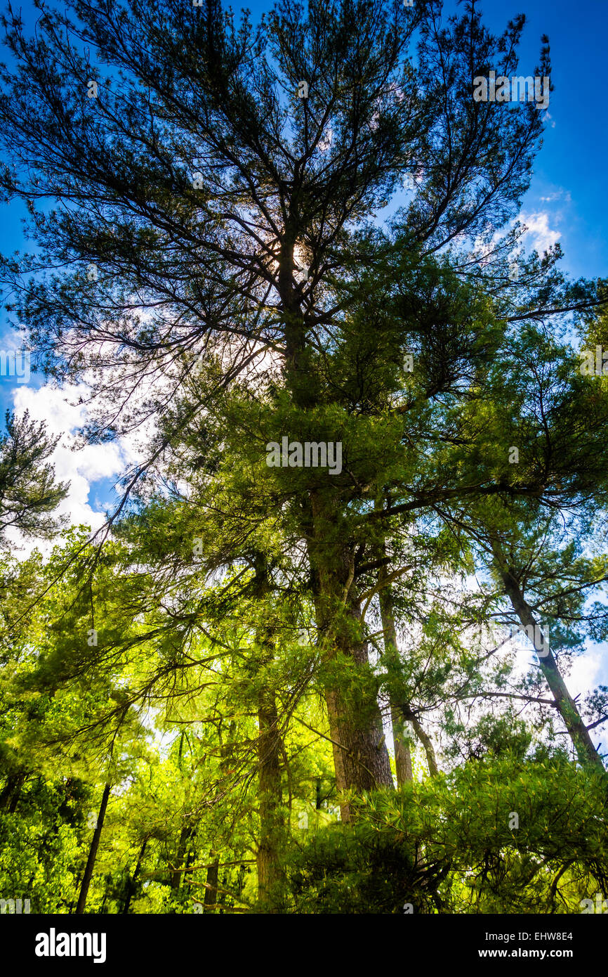 Alberi di pino a Loch Raven serbatoio di Baltimora, Maryland. Foto Stock