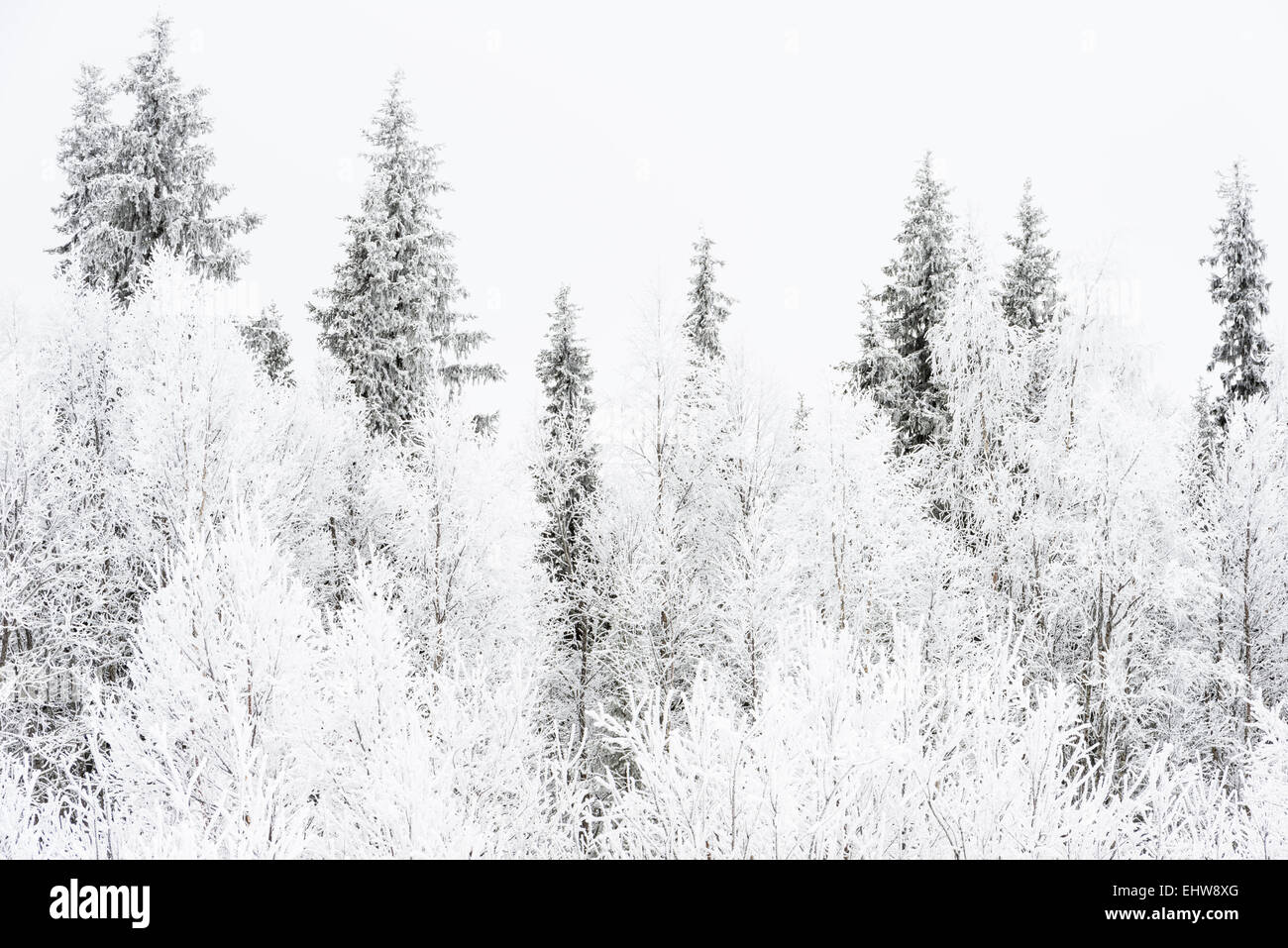 Trasformata per forte gradiente frost alberi coperti, Lapponia, Svezia Foto Stock