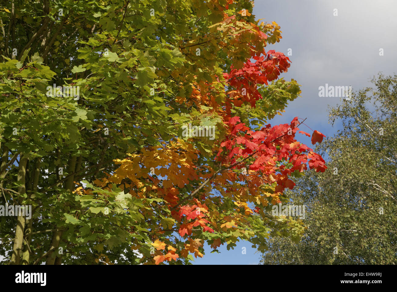 Acer platanoides, Norvegia acero in autunno Foto Stock