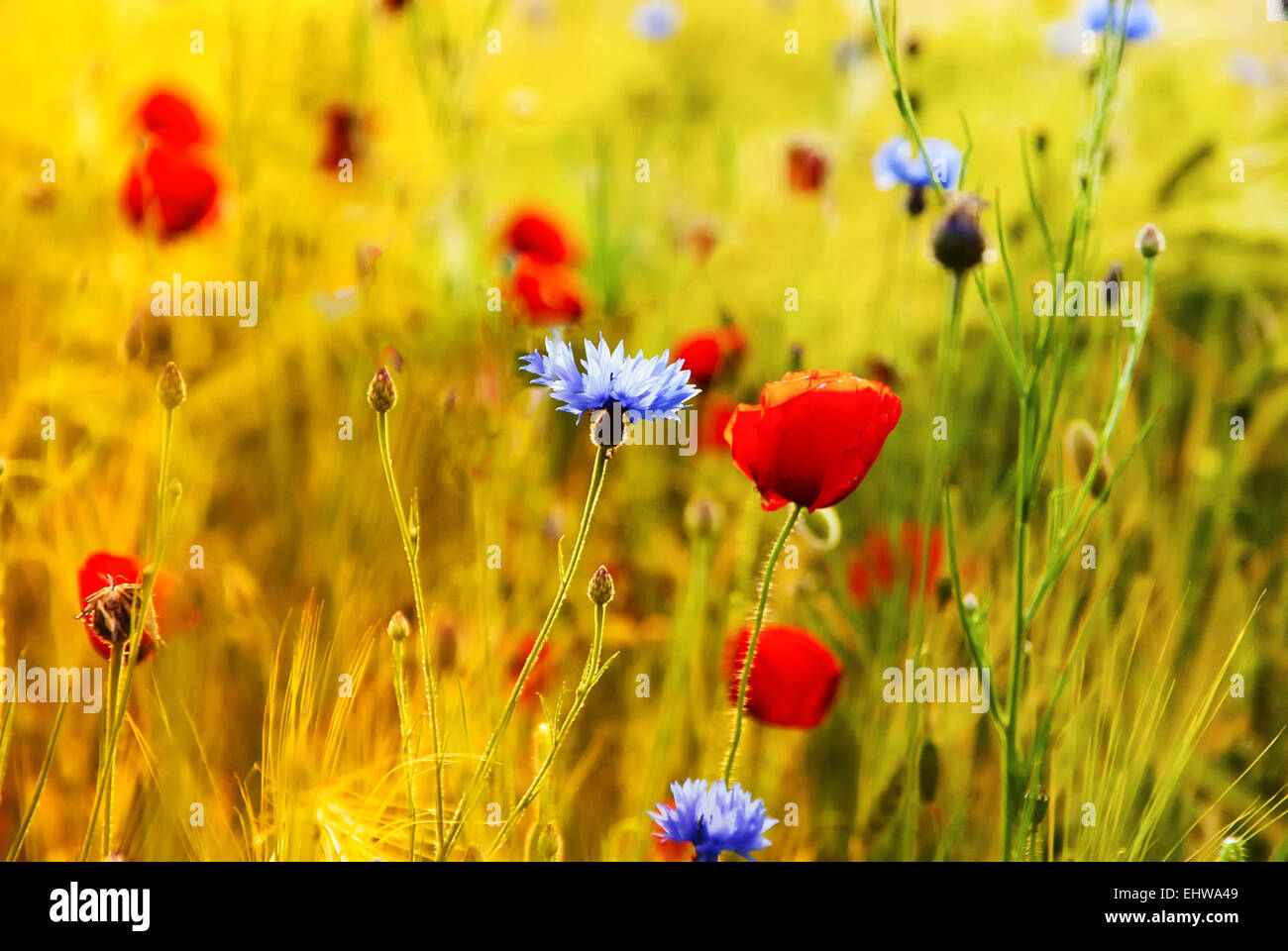 Papavero rosso su un campo verde Foto Stock