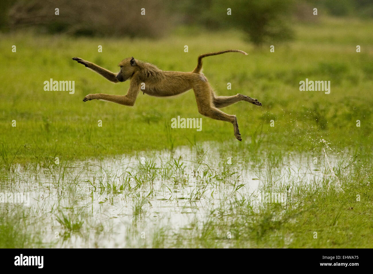 Femmina di babbuino giallo Papio cynocephalus saltando su una pozzanghera. Foto Stock