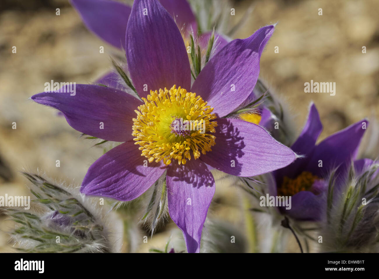 Pulsatilla vulgaris, comune "pasque flower Foto Stock