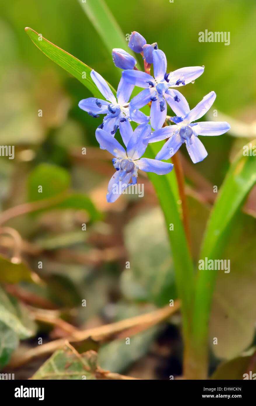 Viole fiori che fioriscono sul campo Foto Stock