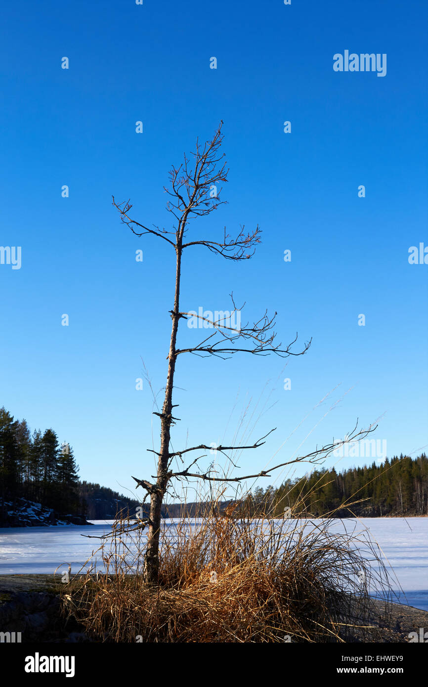 Albero morto contro il cielo blu, Puumala Finlandia Foto Stock