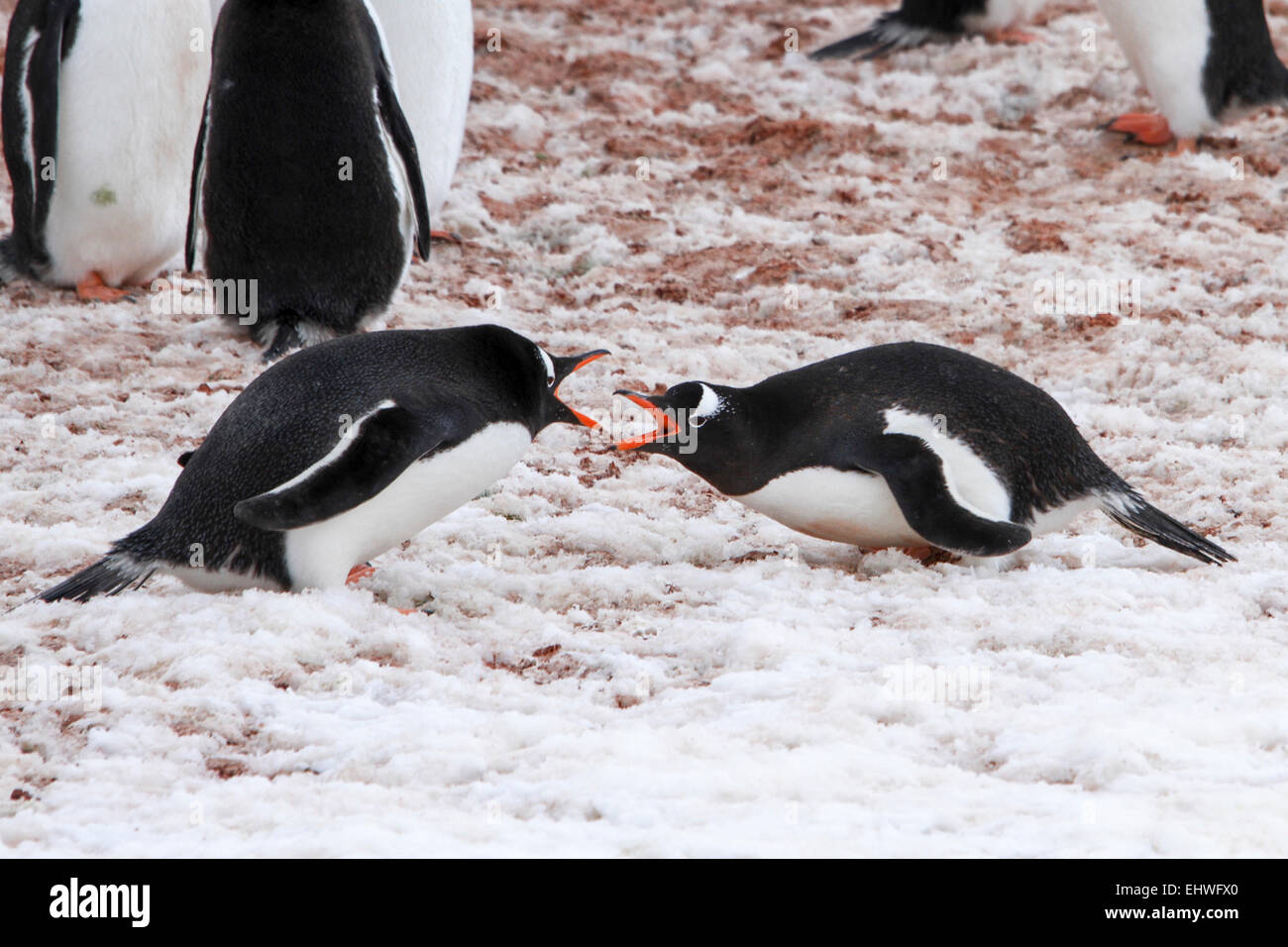 Lotta contro i pinguini Gentoo (Pygoscelis papua). I pinguini Gentoo crescere a lunghezze di 70 centimetri e vive in grandi colonie su Ant Foto Stock