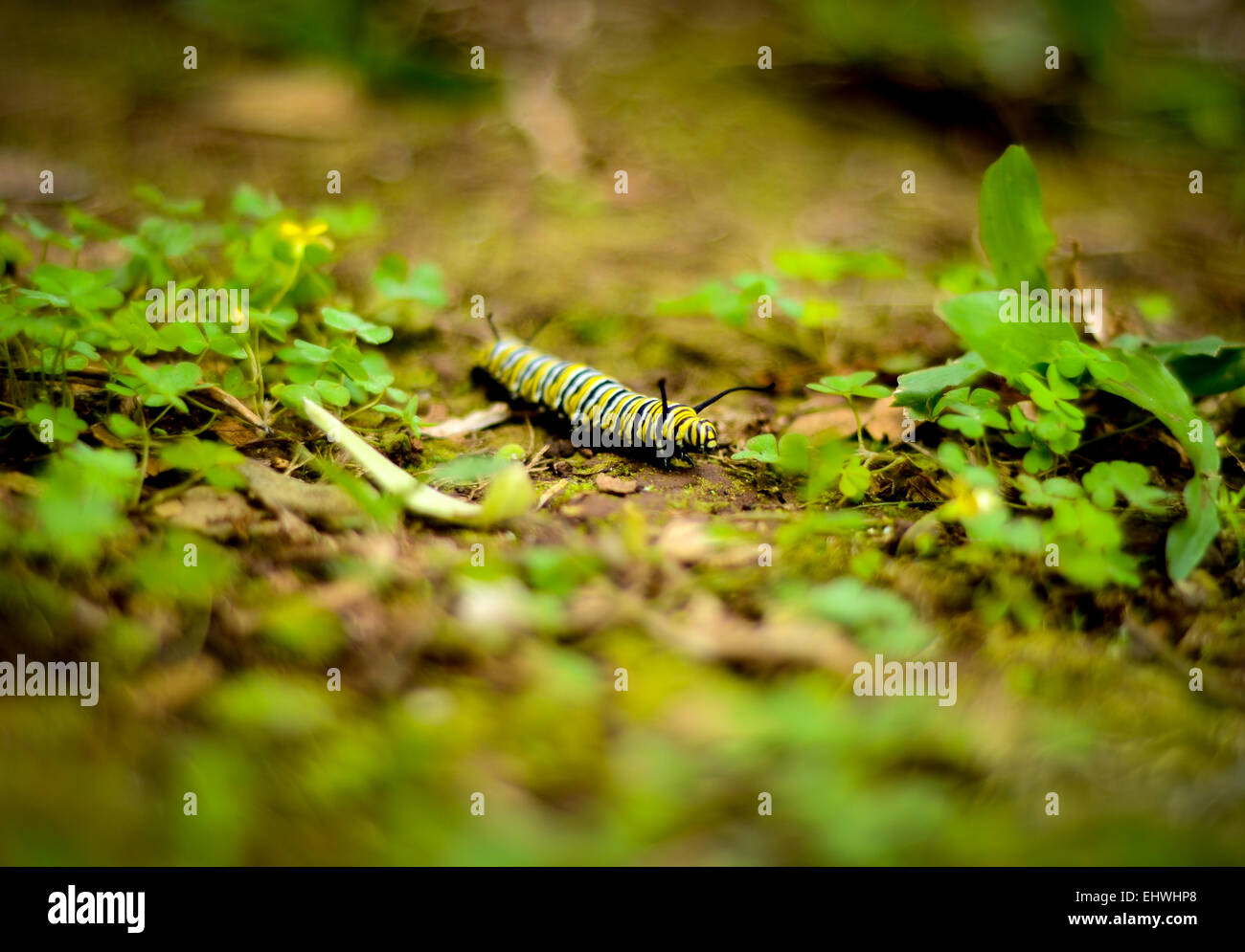 Un luminoso giallo e nero Caterpillar sul pavimento della giungla (Shallow DoF) Foto Stock