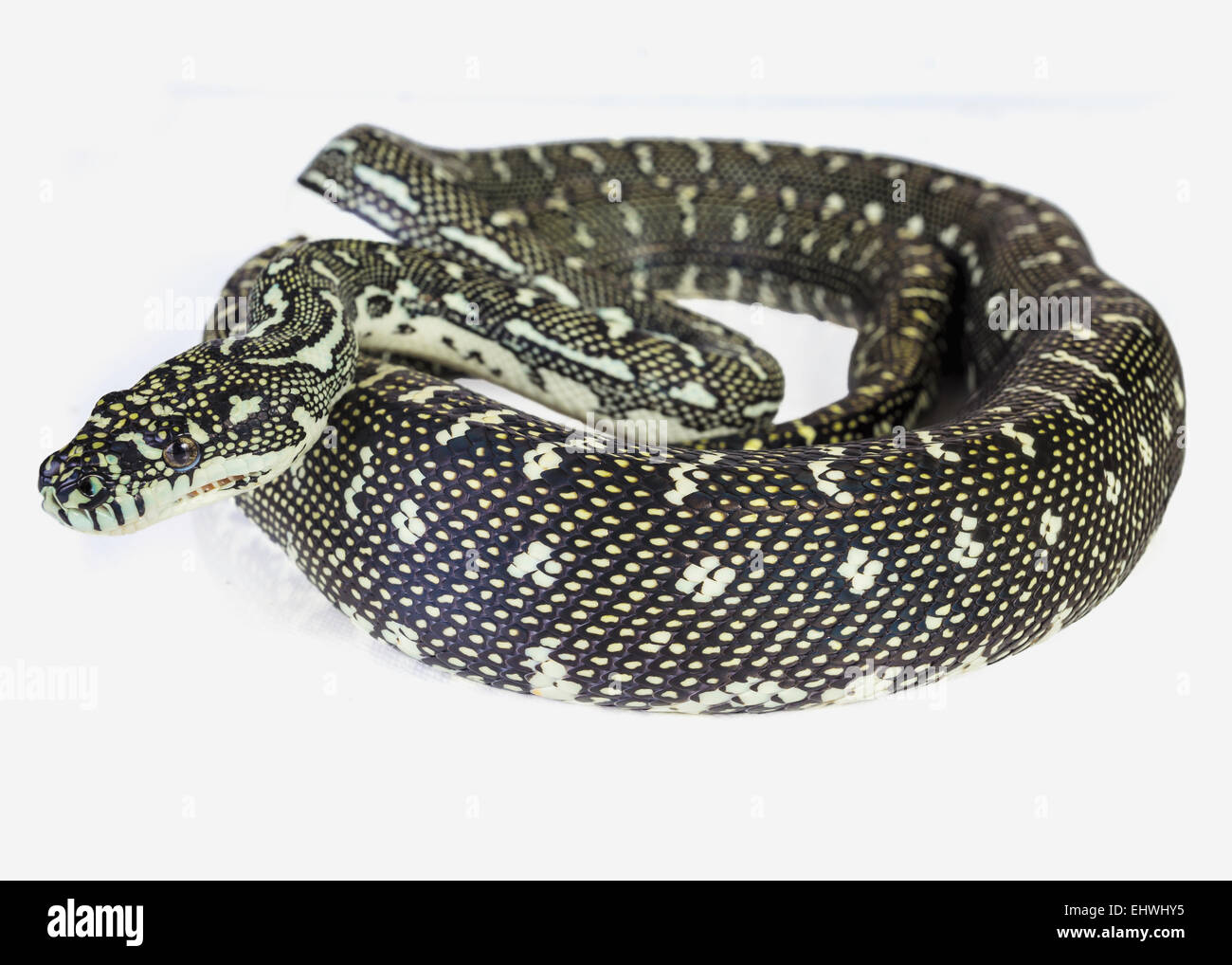 Un diamante python, avvolto su uno sfondo bianco. Foto Stock