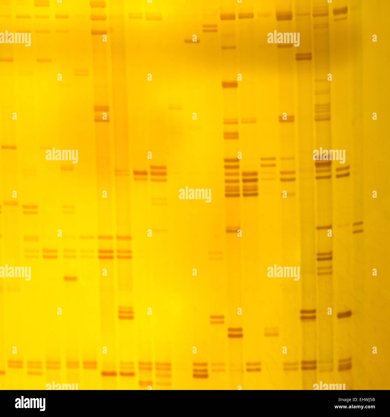Impianto di impronte digitali di DNA su gel acrylamine risultato di elettroforesi Foto Stock