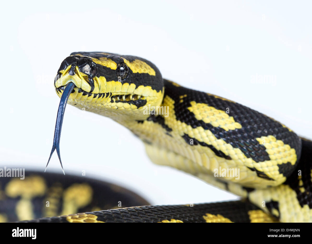 Una chiusura di una giungla carpet python (Morelia spilota cheynei), su uno sfondo bianco. Foto Stock