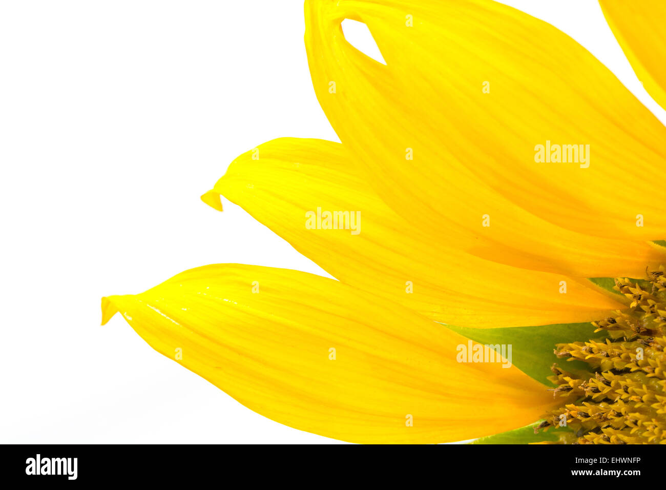 Bellissimo fiore giallo, girasole petalo, isolati su sfondo bianco Foto Stock