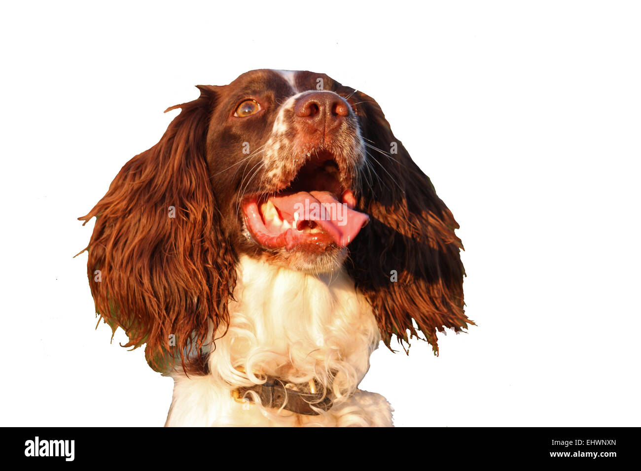 Molto carino il fegato e bianco tipo di lavoro english springer spaniel gundog pet Foto Stock