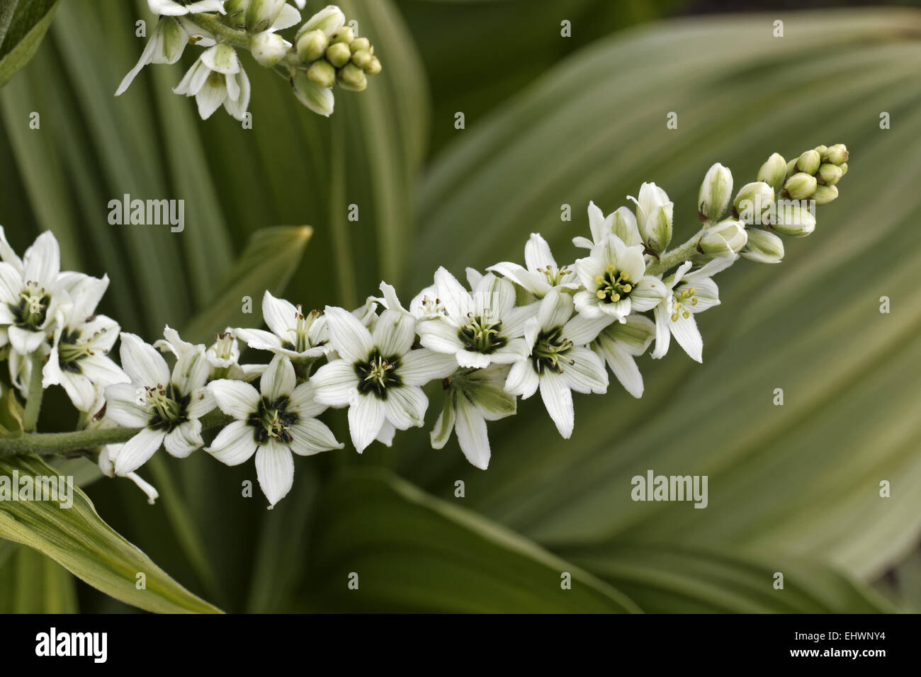 Veratrum californicum, California giglio di mais Foto Stock