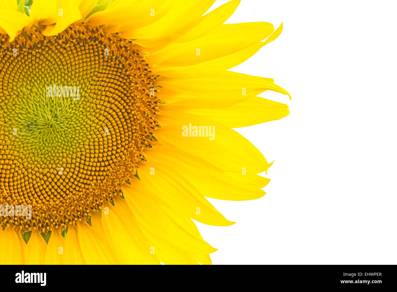 Bellissimo fiore giallo, girasole, isolati su sfondo bianco Foto Stock