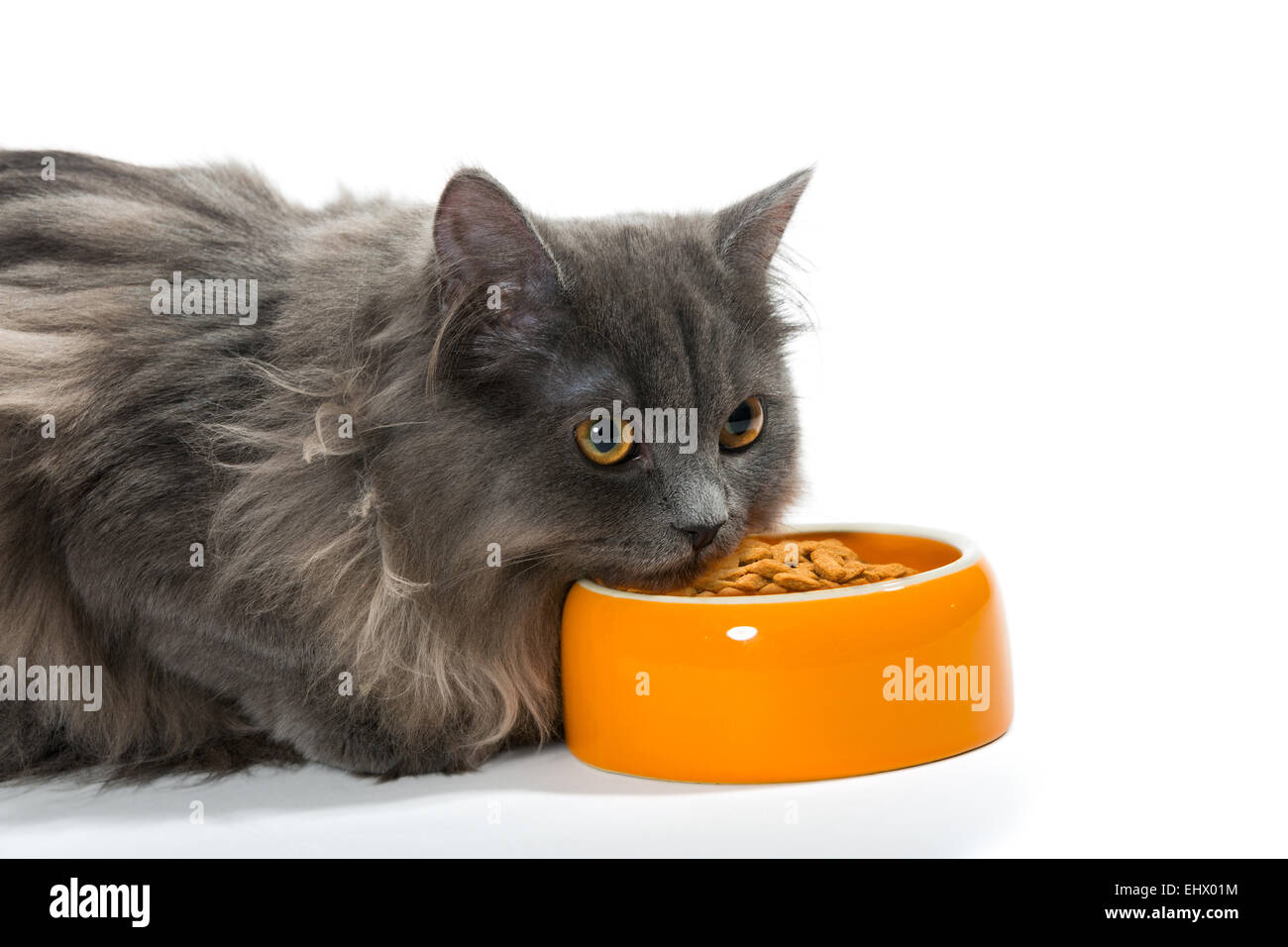 Gatto persiano seduta vicino la ciotola di cibo secco, isolato su bianco Foto Stock