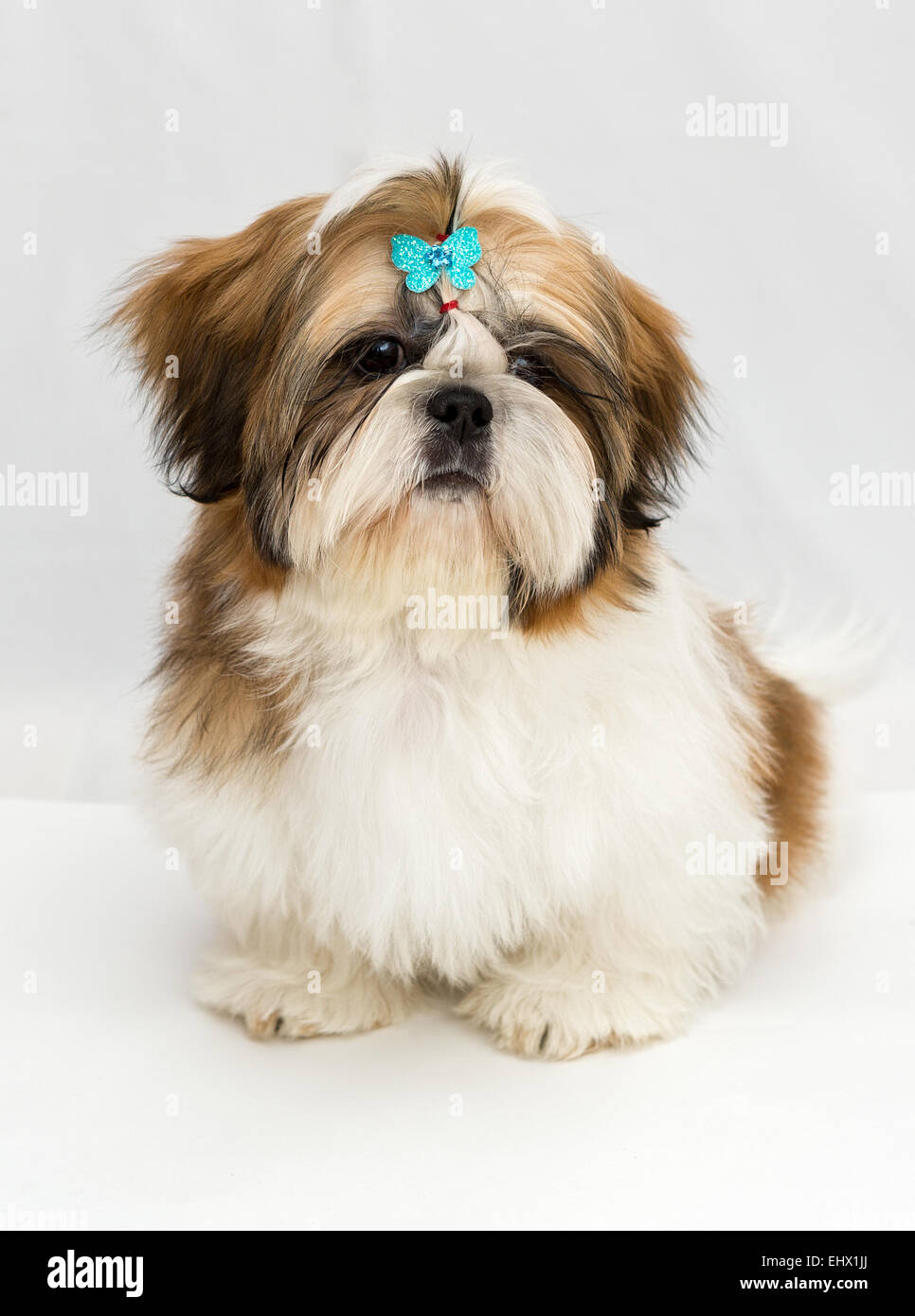 Shaggy cucciolo Shih Tzu si siede su uno sfondo bianco Foto Stock