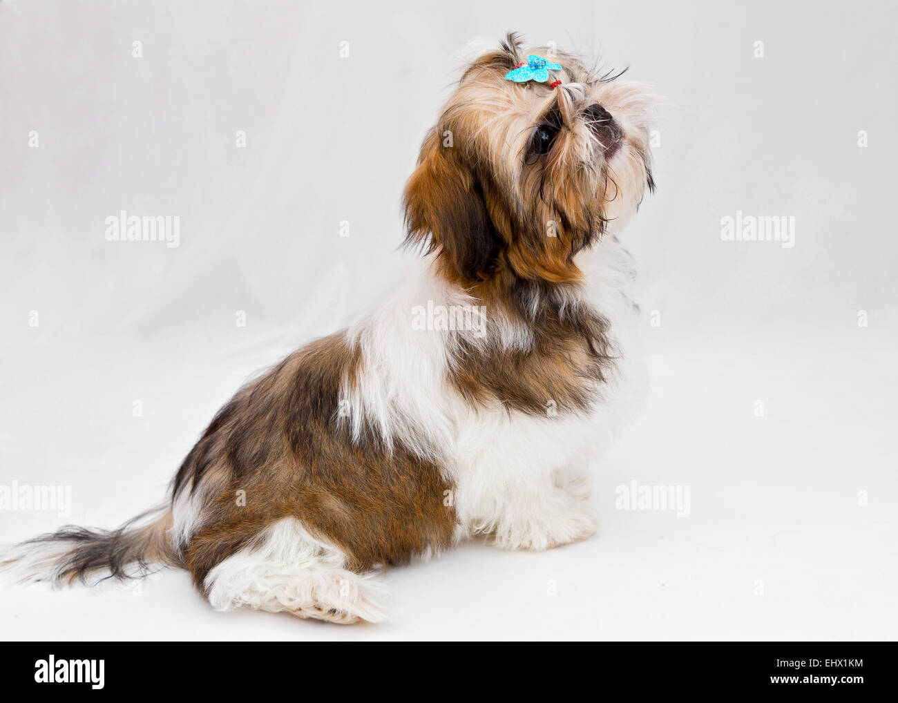 Shaggy cucciolo Shih Tzu si siede su uno sfondo bianco Foto Stock