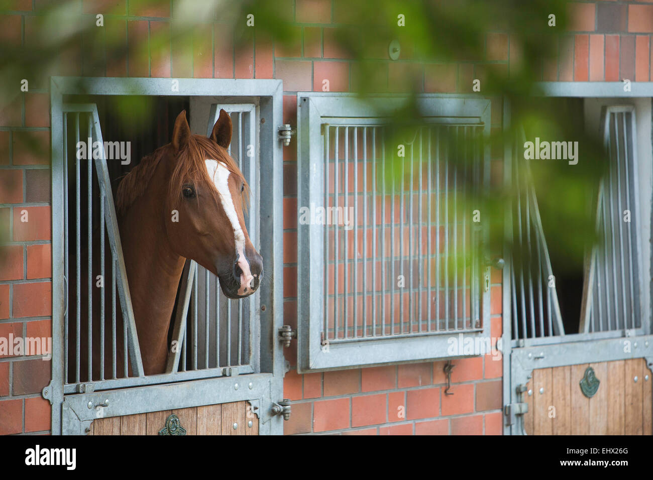 Castagno Hannoveraner horse guardando fuori dalla Germania stabile Foto Stock