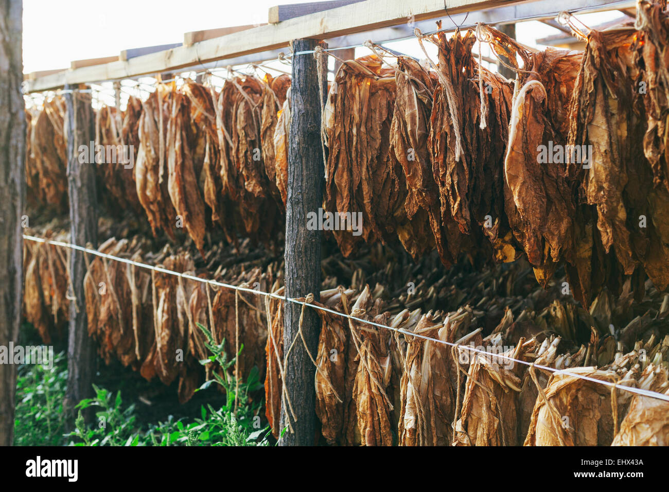 La Bulgaria, Razgrad, righe di secche foglie di tabacco Foto Stock