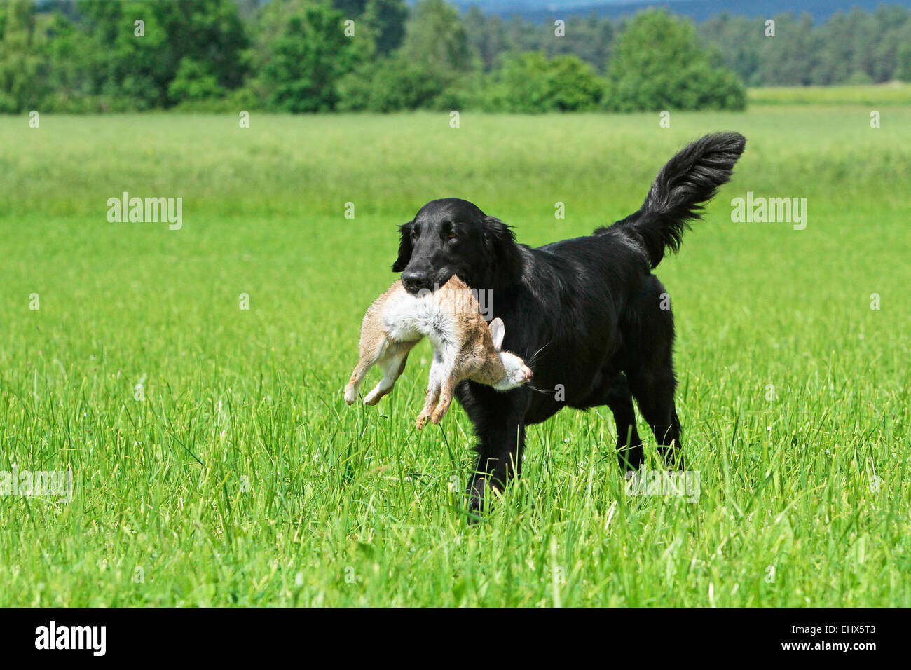 Flat-rivestite Retriever maschio 3 anni tornando Coniglio selvatico Germania Foto Stock