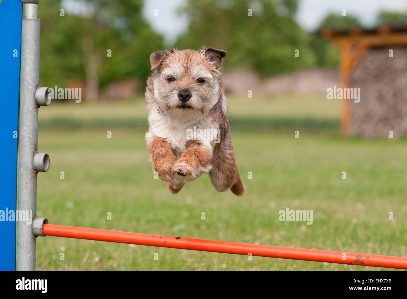 Border Terrier maschio jumping ostacolo da superare un ostacolo corso Germania Foto Stock
