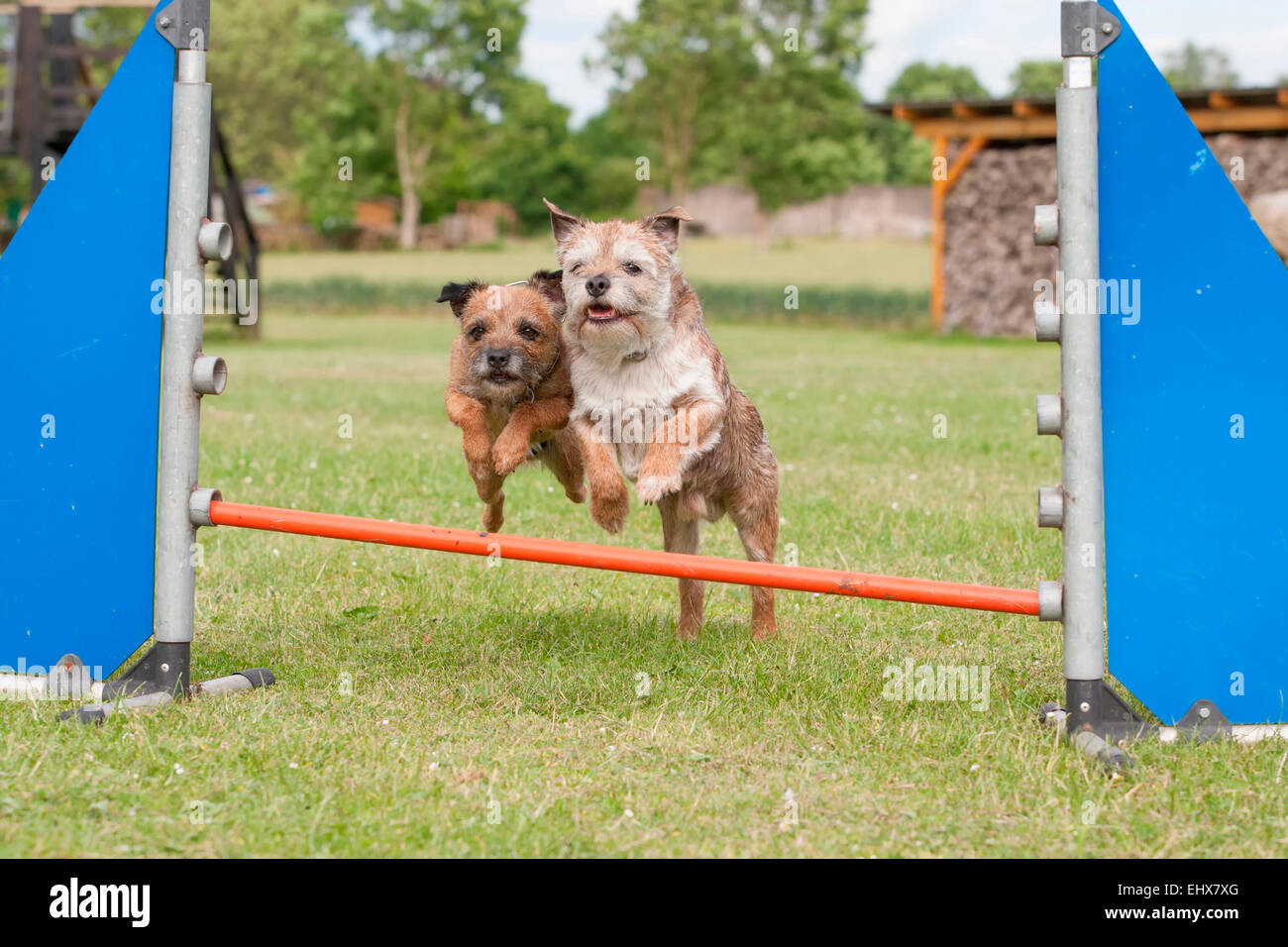 Border Terrier giovane jumping ostacolo da superare un ostacolo corso Germania Foto Stock