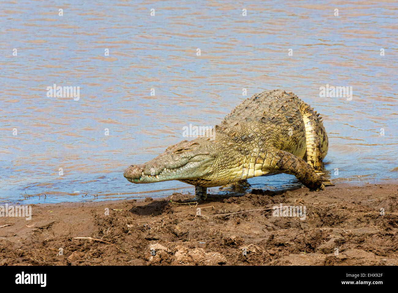 Coccodrillo del Nilo (Crocodylus niloticus), fiume di Mara, il Masai Mara riserva nazionale, Kenya Foto Stock