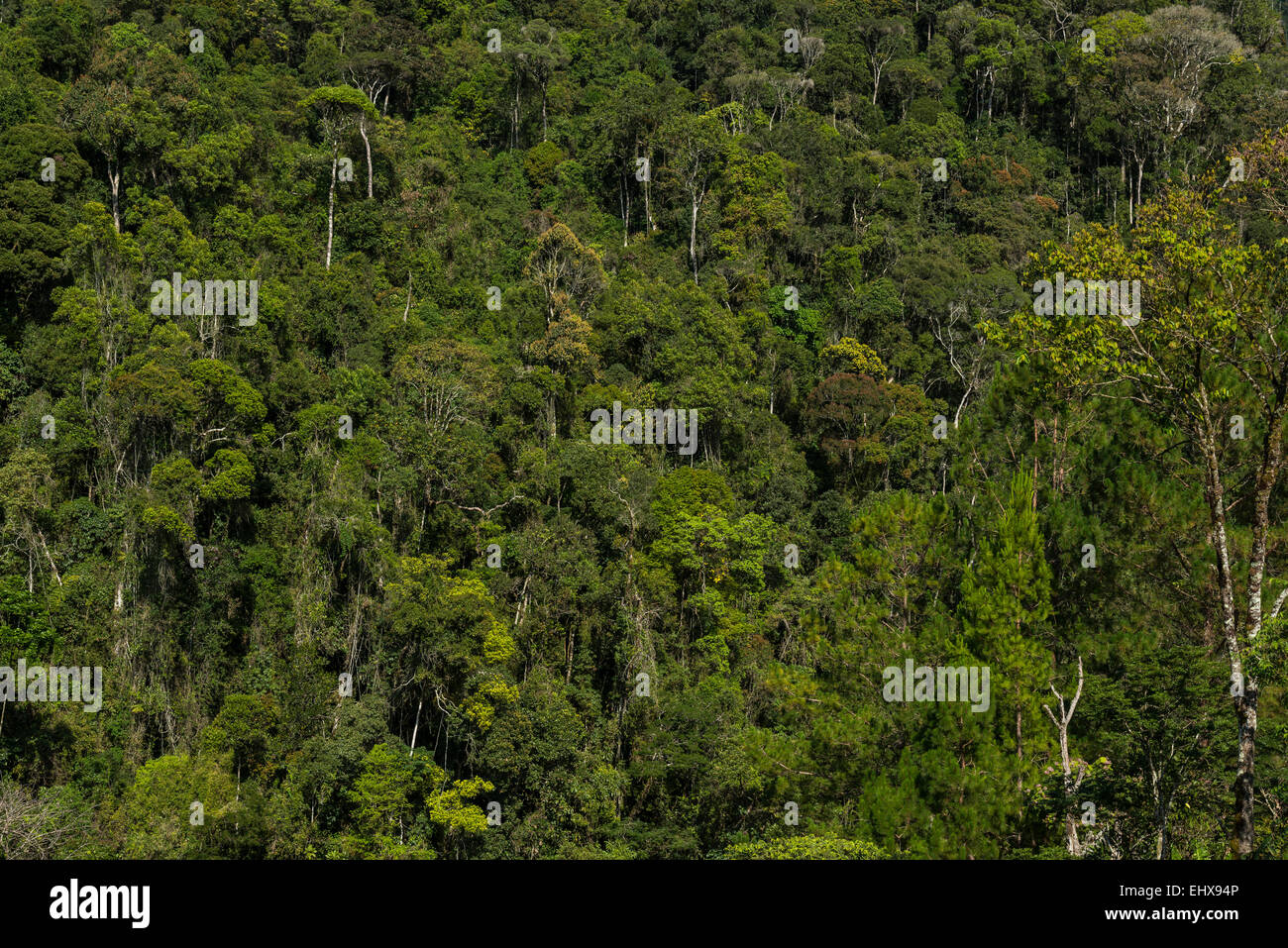Foresta secondaria Ranomafana, Madagascar Foto Stock
