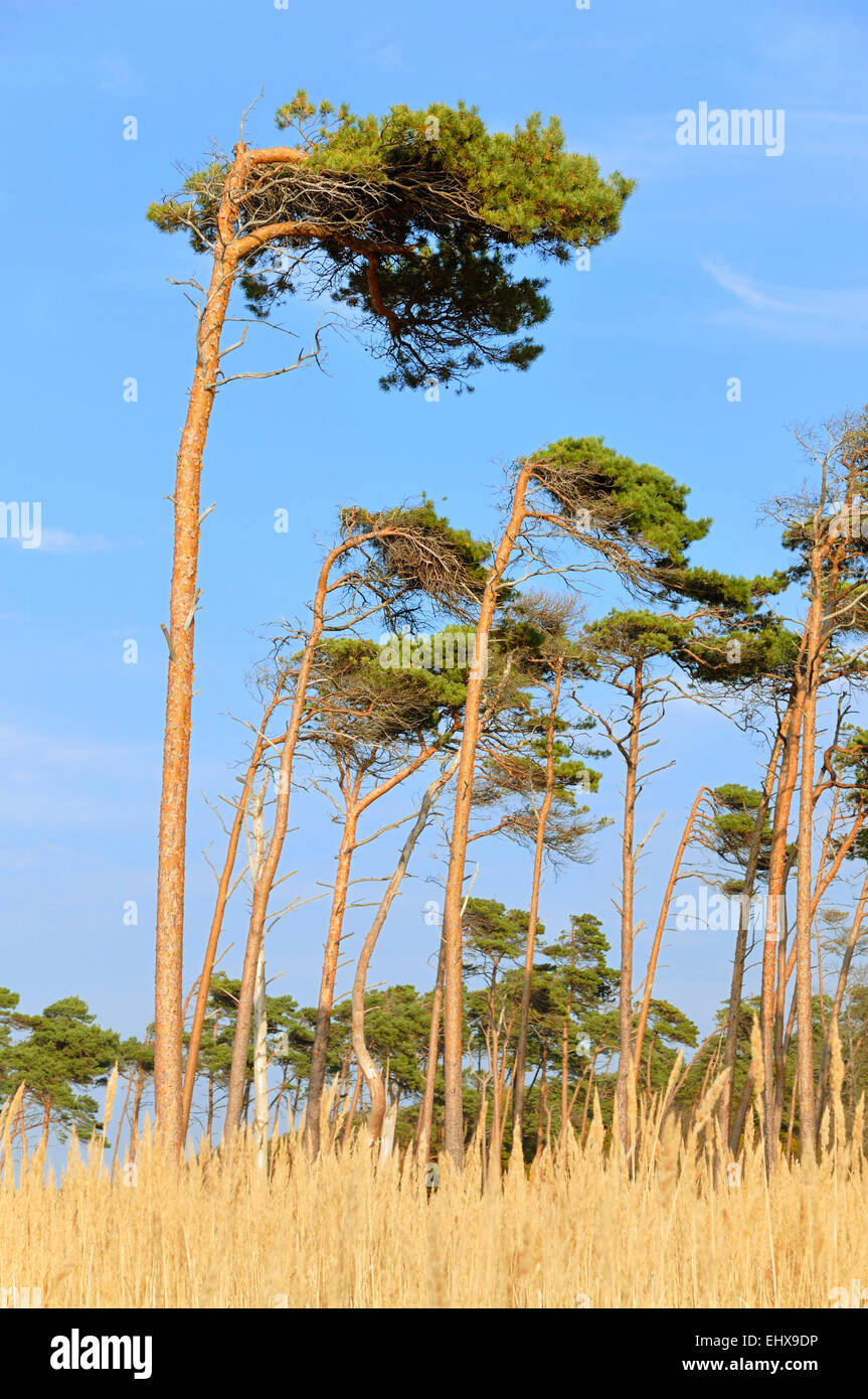 Pino (Pinus sylvestris), albero spazzate dal vento sulla spiaggia  occidentale, Mar Baltico, Darss, Western Pomerania Area Laguna Parco  Nazionale Foto stock - Alamy