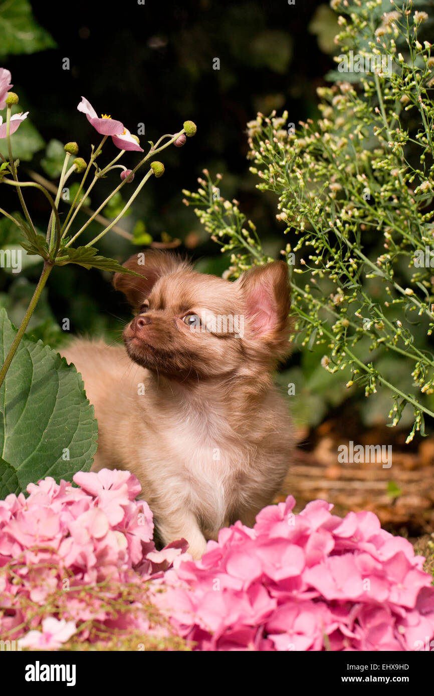 Chihuahua cucciolo Lomghaired giardino accanto i fiori delle ortensie Germania Foto Stock