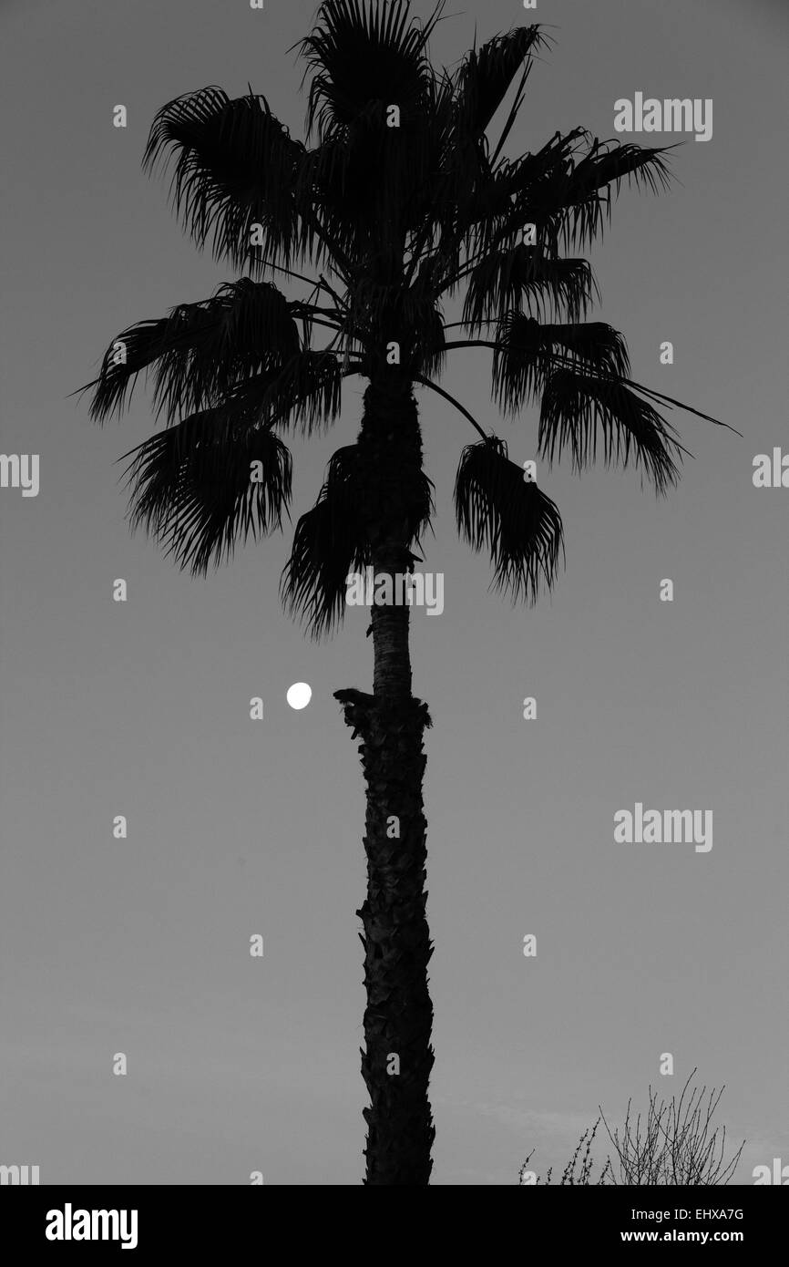 Un albero di Palma all'alba con la luna impostazione in Modesto California Foto Stock