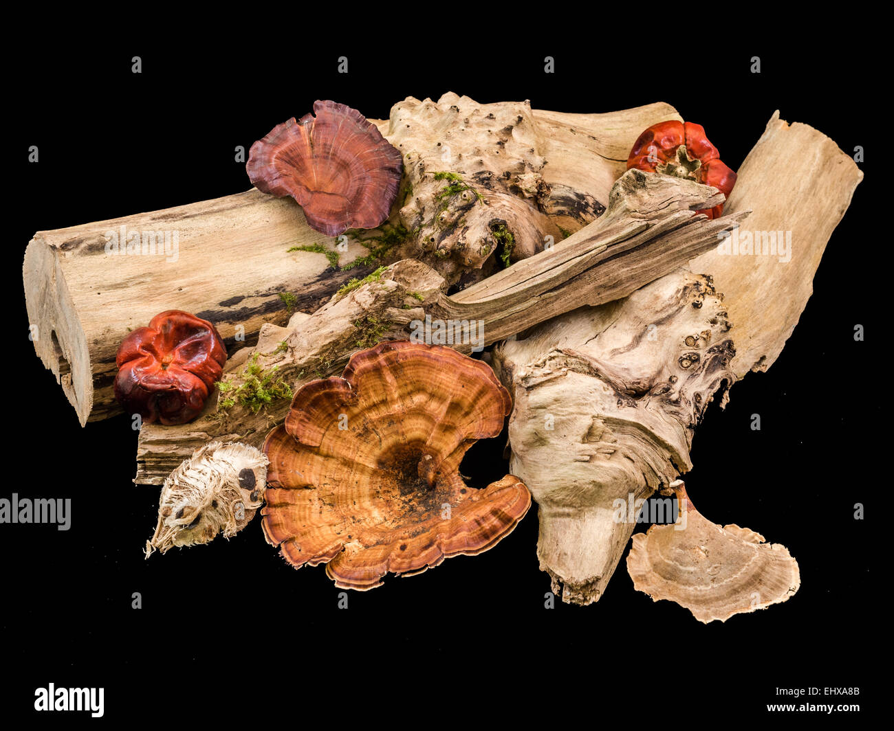 Un intelligente display in legno con fungo, moss su una base driftwood Foto Stock