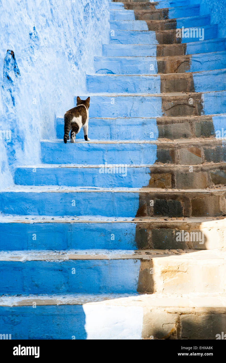 Gatto sul blu-lavato via di Chefchaouen, Marocco Foto Stock