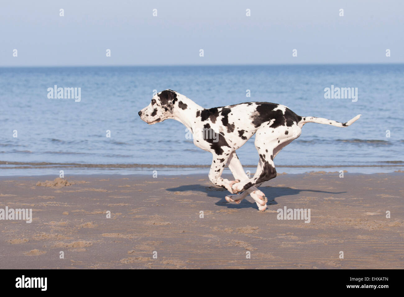 Harlequin Great Dane capretti cane spiaggia in esecuzione il Mar Baltico in Germania Foto Stock