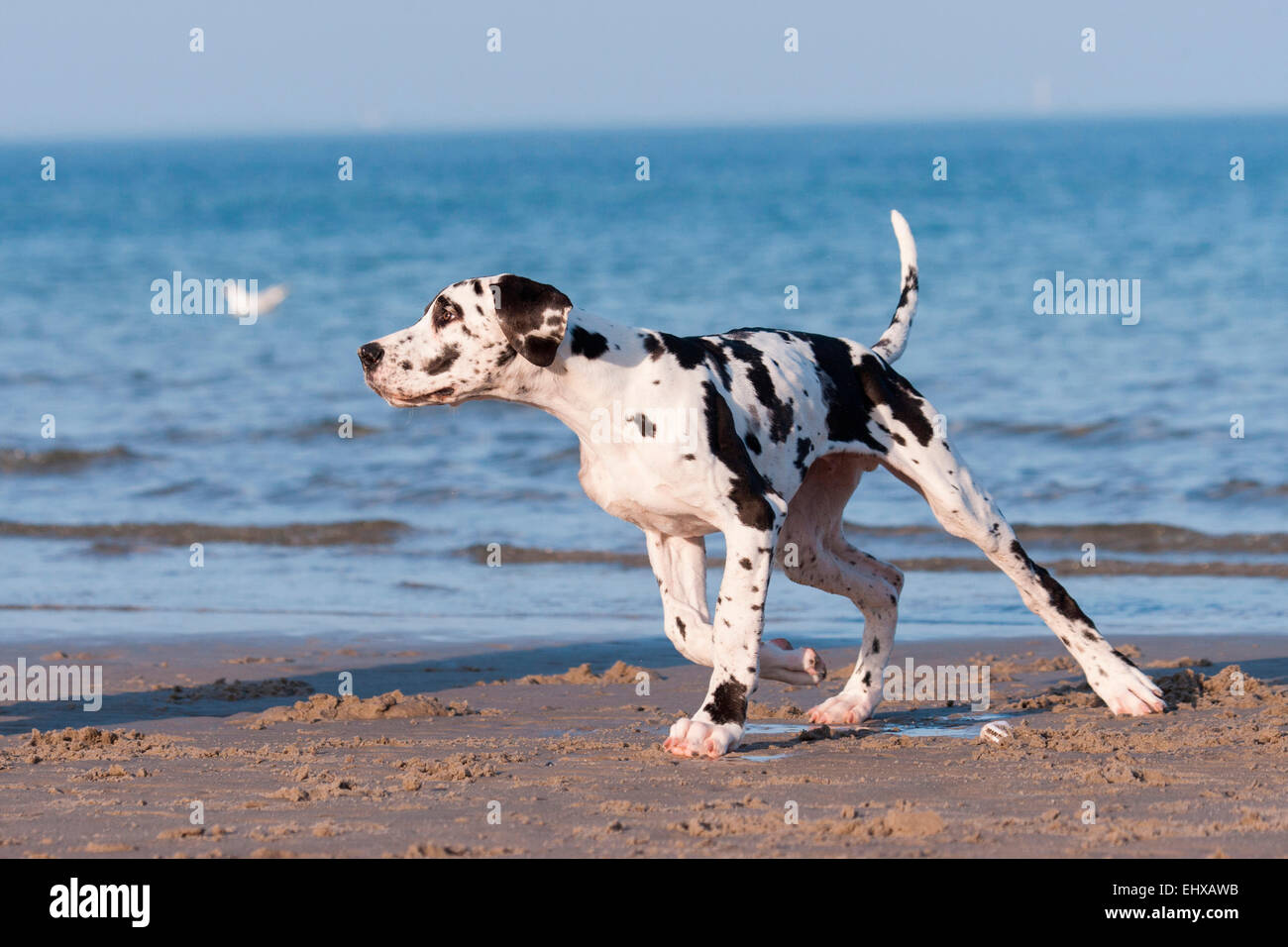 Harlequin Great Dane capretti cane spiaggia in esecuzione il Mar Baltico in Germania Foto Stock